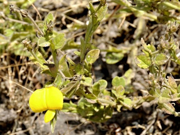 Crotalaria alata