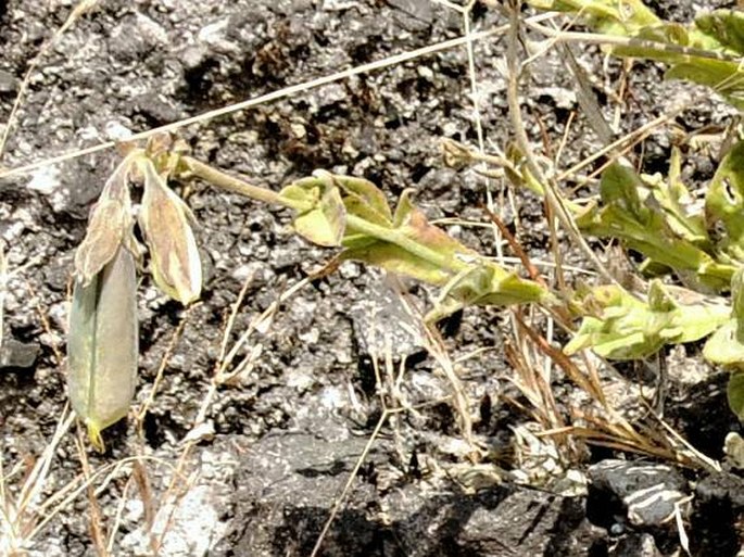 Crotalaria alata