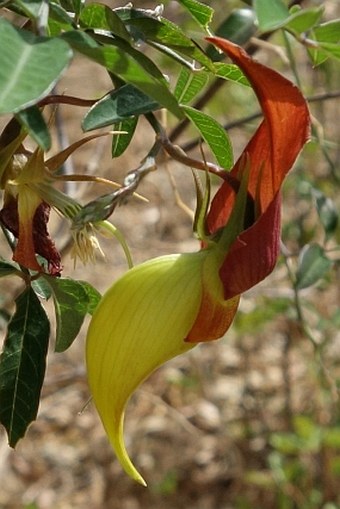 Crotalaria grevei