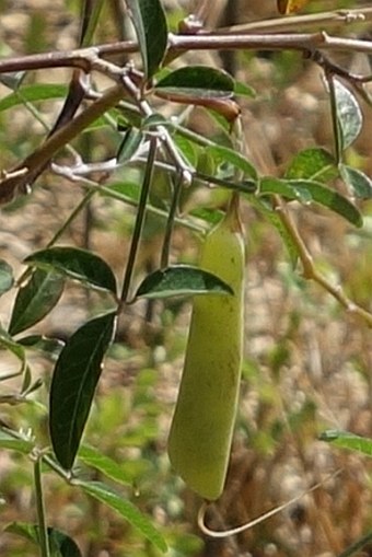 Crotalaria grevei