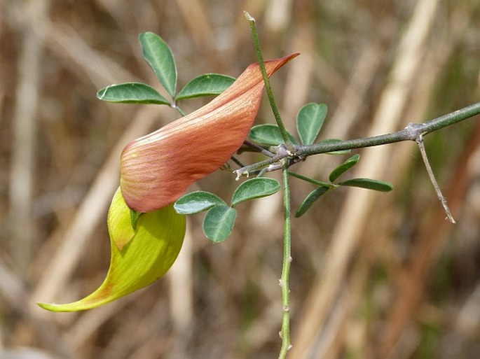 Crotalaria grevei