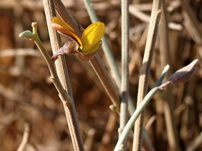 Crotalaria aegyptiaca