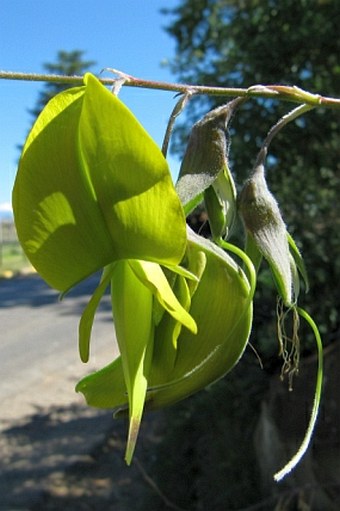 Crotalaria agatiflora