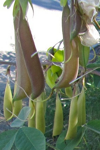 Crotalaria agatiflora