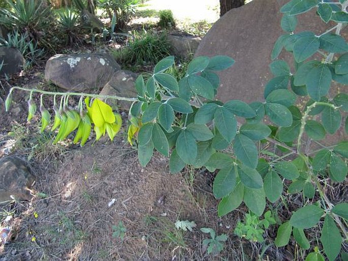 Crotalaria agatiflora