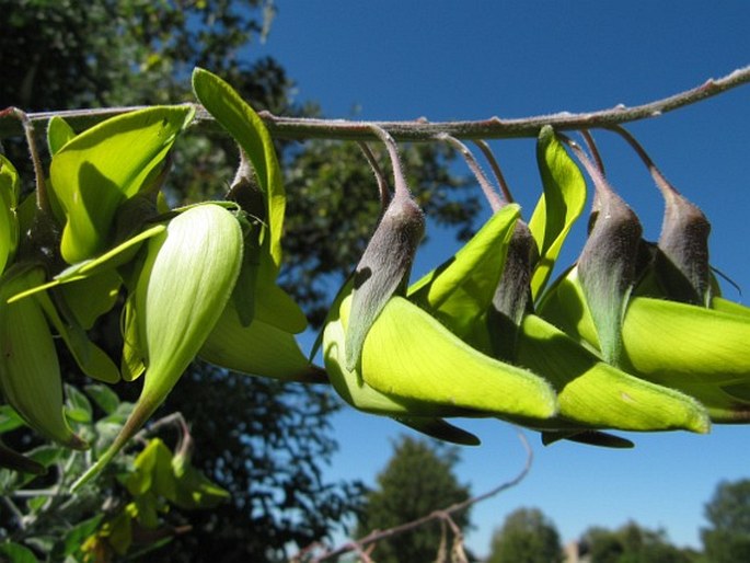 Crotalaria agatiflora