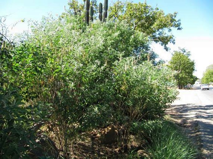 Crotalaria agatiflora