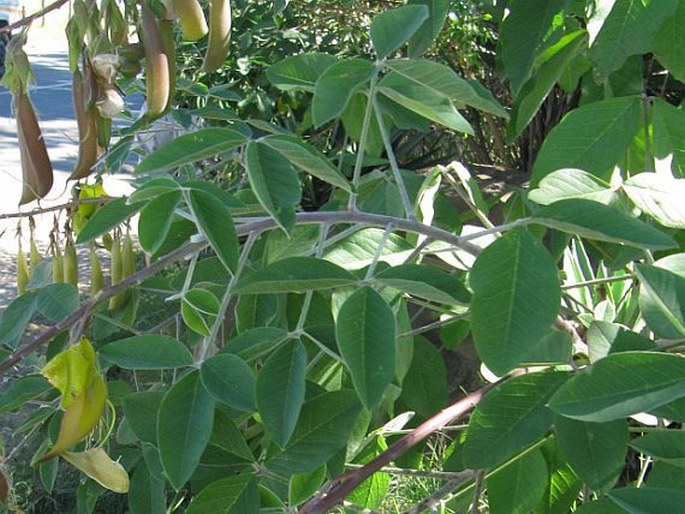 Crotalaria agatiflora