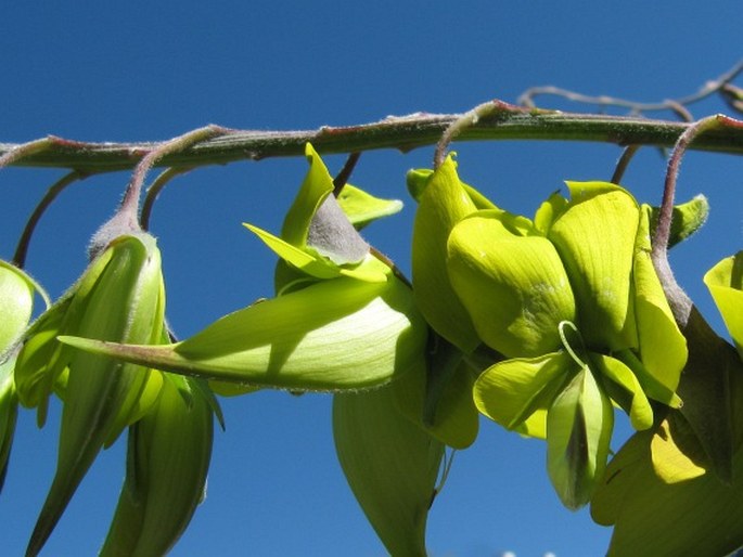 Crotalaria agatiflora