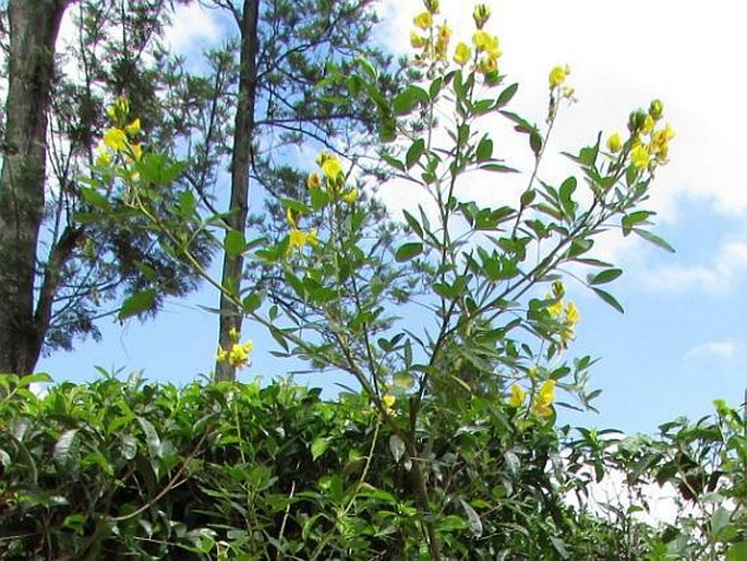 Crotalaria micans