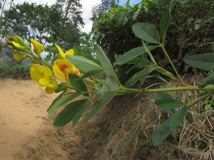 Crotalaria micans