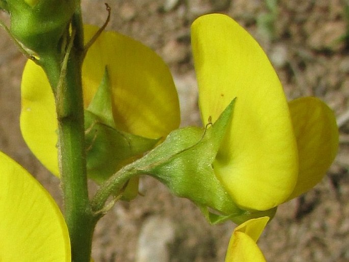 Crotalaria micans