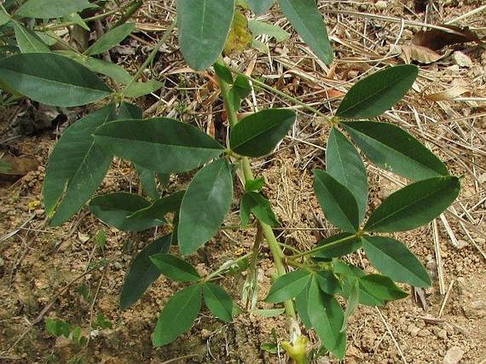 Crotalaria micans