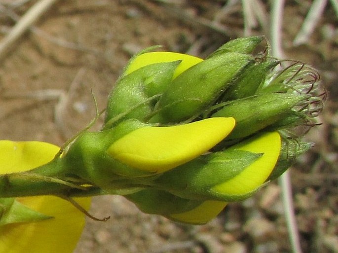 Crotalaria micans