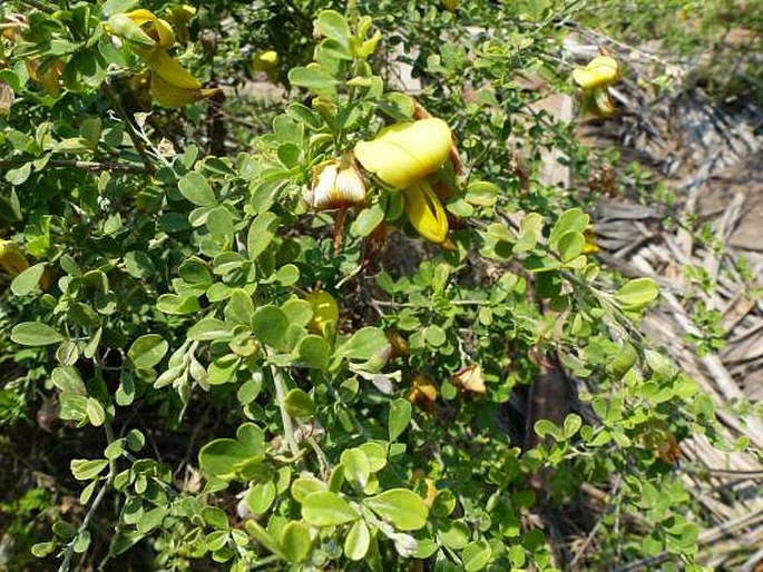 Crotalaria monteiroi