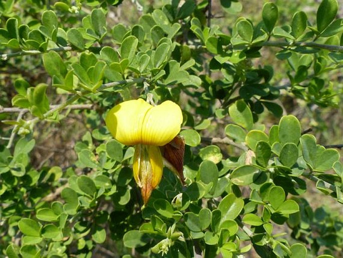 Crotalaria monteiroi