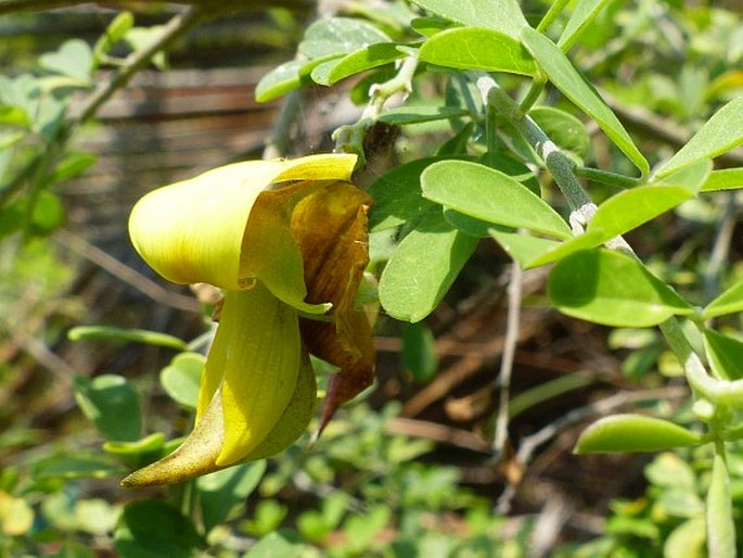 Crotalaria monteiroi