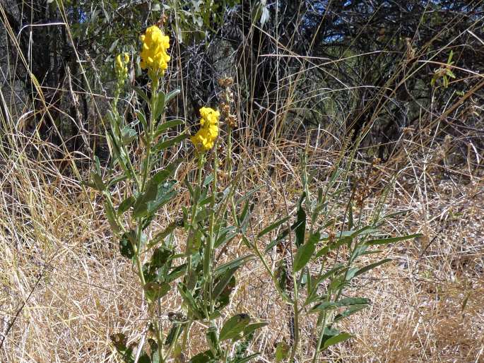 Crotalaria novae-hollandiae