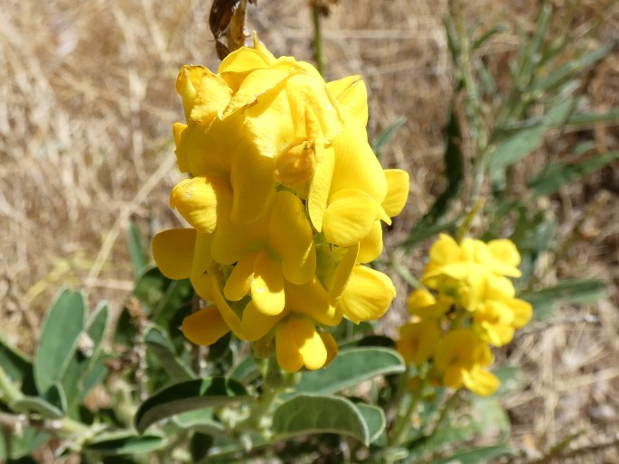 Crotalaria novae-hollandiae