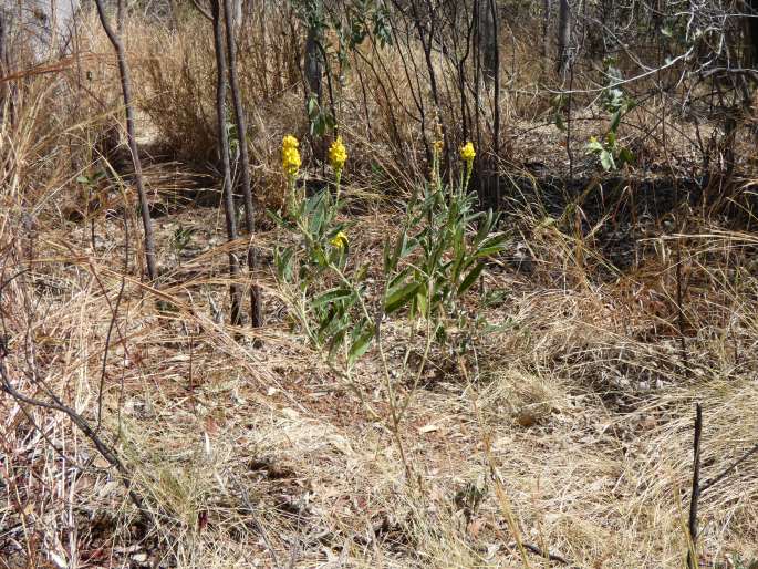 Crotalaria novae-hollandiae