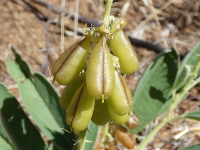 Crotalaria novae-hollandiae