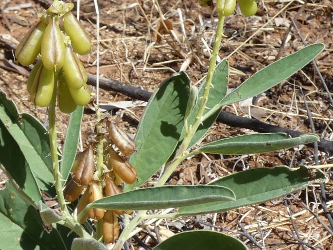 Crotalaria novae-hollandiae