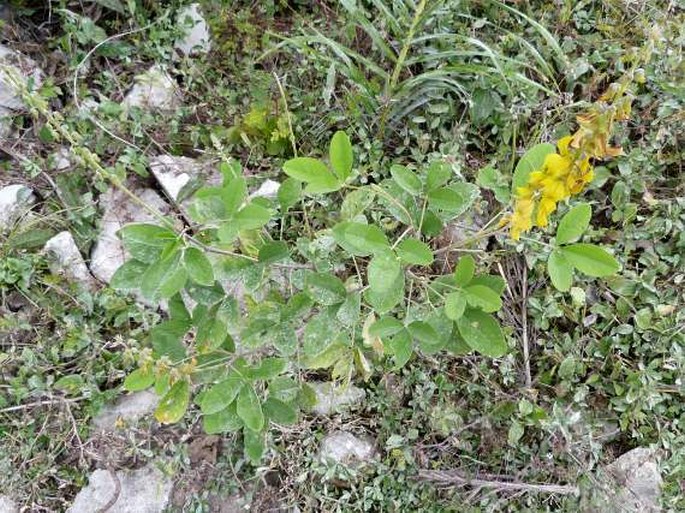 Crotalaria pallida