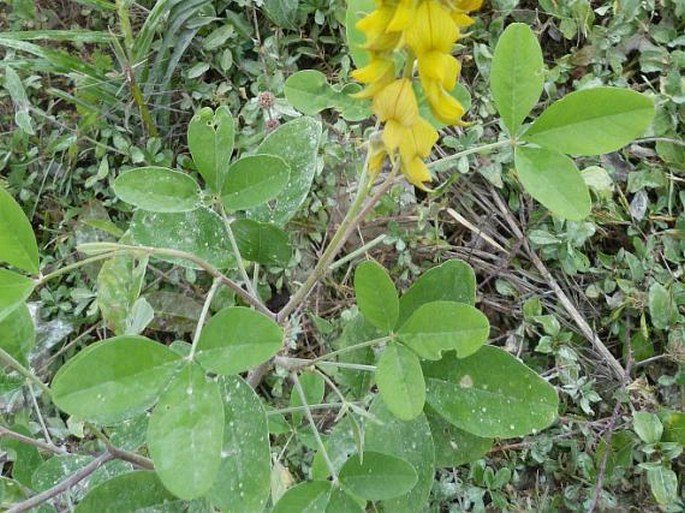 Crotalaria pallida