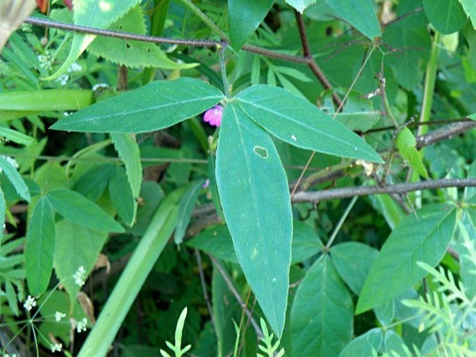 Crotalaria quartiniana