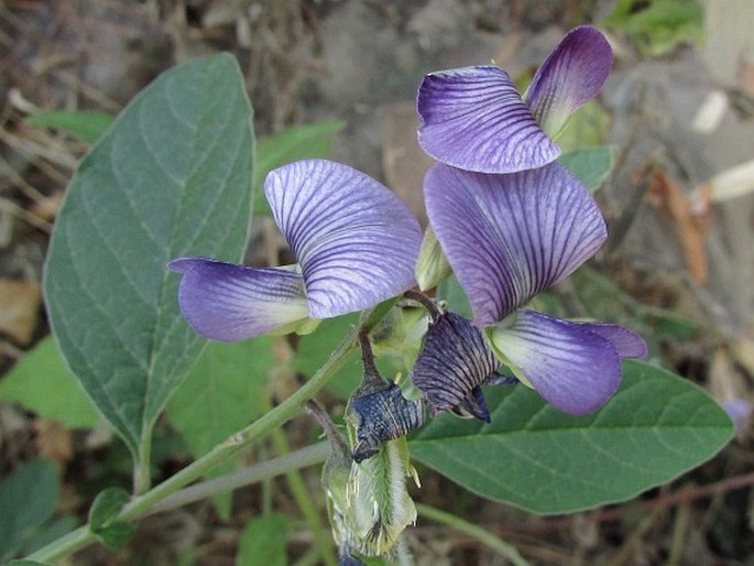 Crotalaria verrucosa