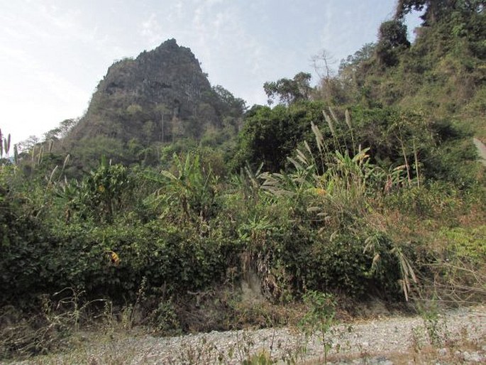 Crotalaria verrucosa