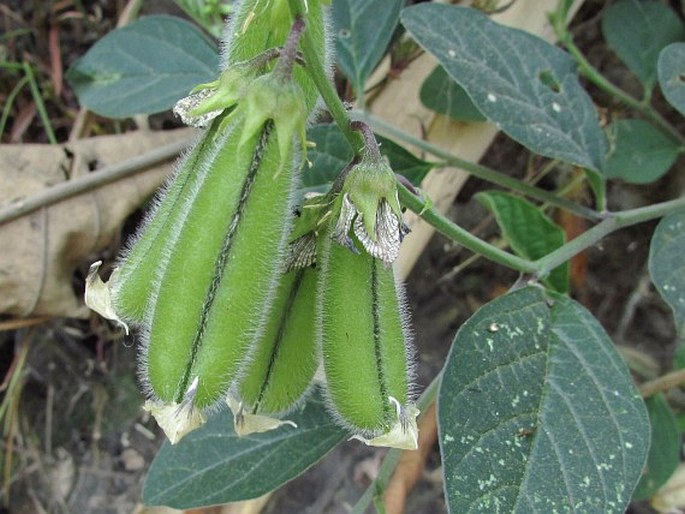 Crotalaria verrucosa