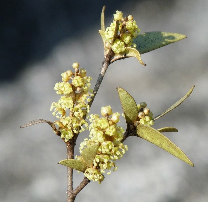 CROTON BOJERIANUS Baill.