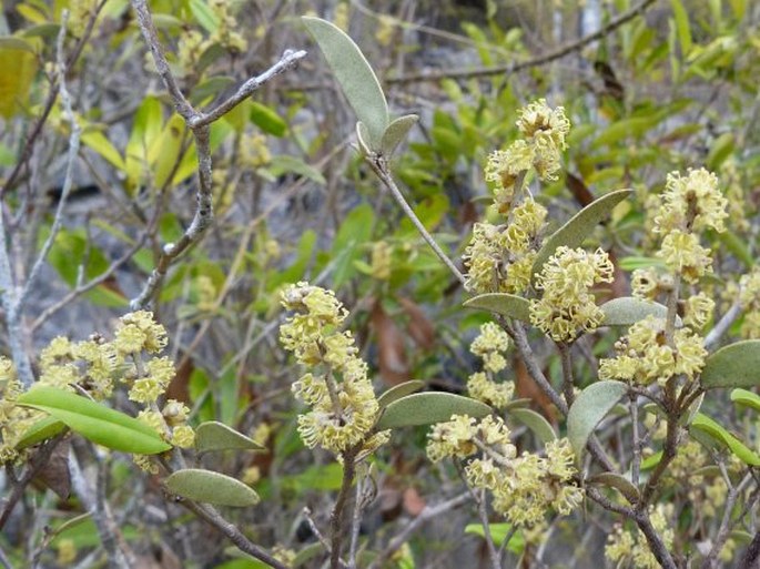 Croton bojerianus