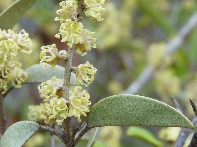 Croton bojerianus