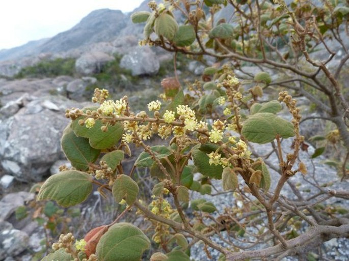 CROTON GOUDOTII Baill.