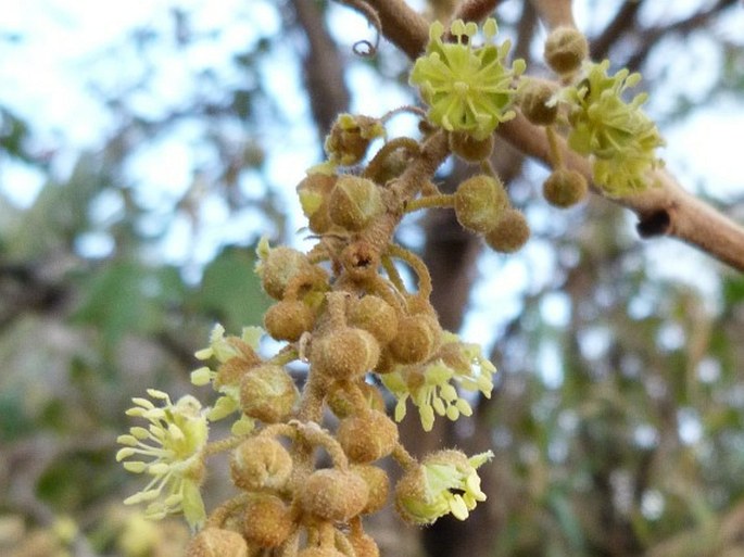 Croton goudotii