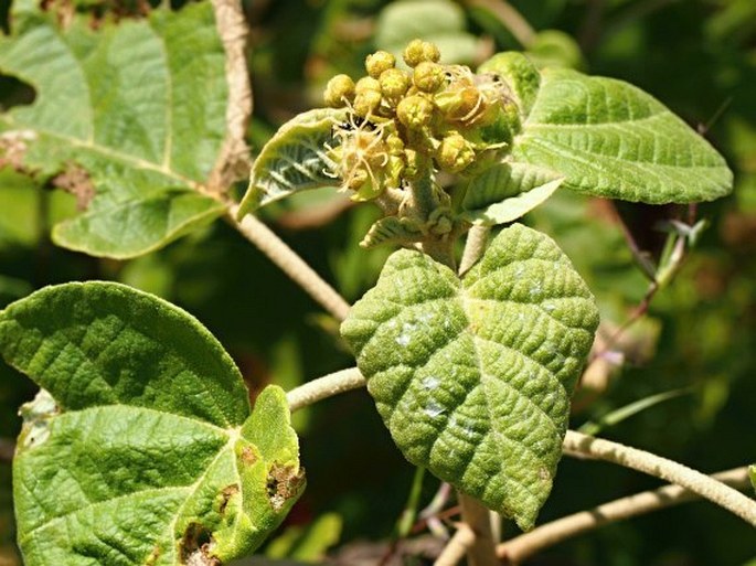 CROTON CONFERTUS Baker