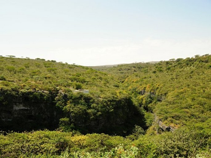 Croton confertus