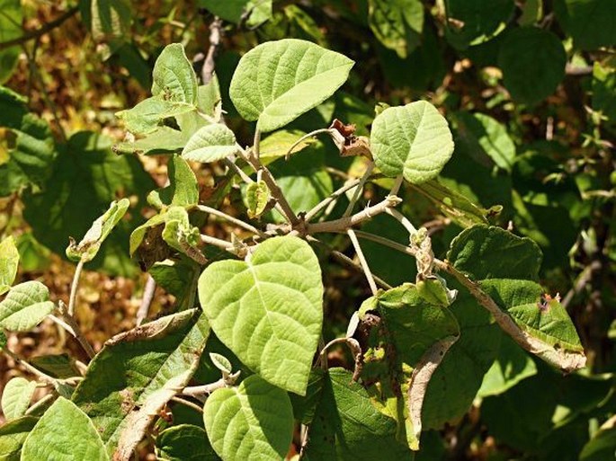 Croton confertus