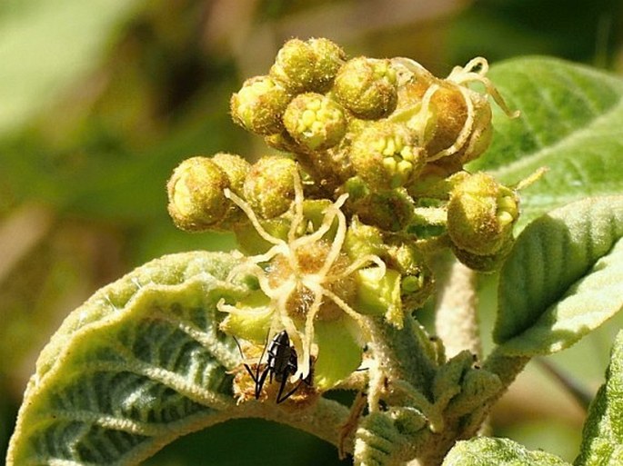 Croton confertus