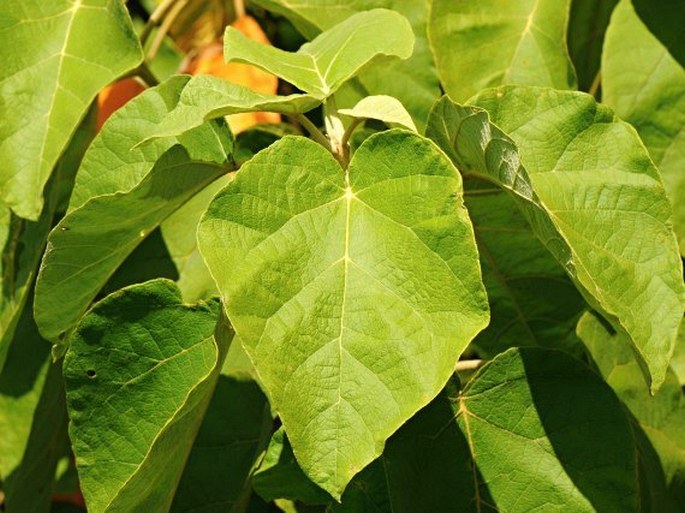 Croton confertus