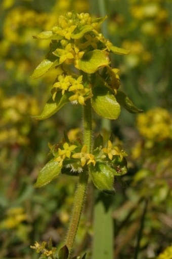 Cruciata taurica