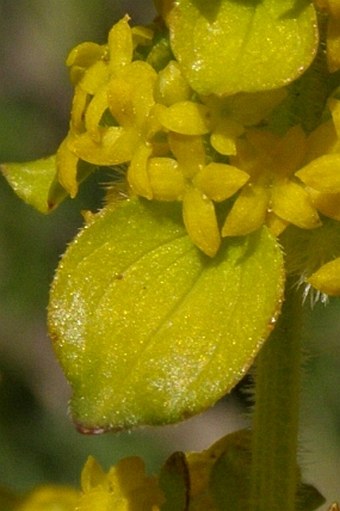 Cruciata taurica