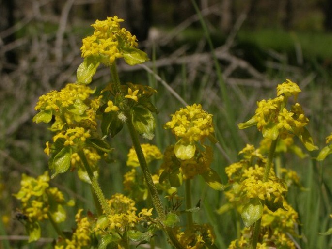 CRUCIATA TAURICA (Pall. ex Willd.) Ehrend. - svízelka / krížavka