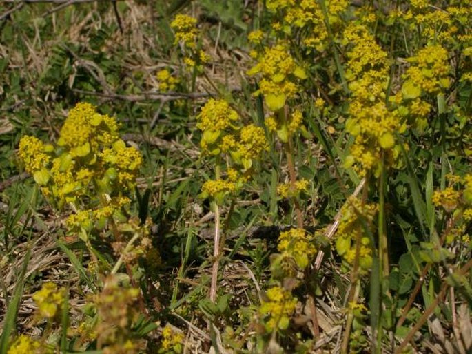 Cruciata taurica