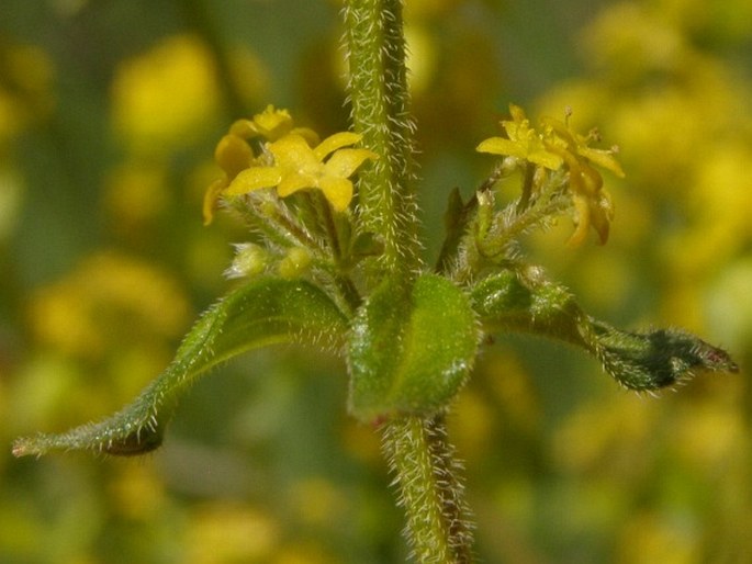 Cruciata taurica