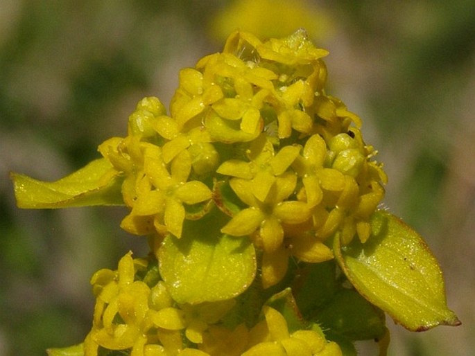 Cruciata taurica