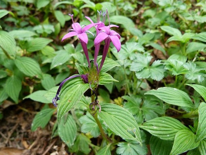 CRUSEA COCCINEA var. CHIRIQUENSIS W. E. Anderson