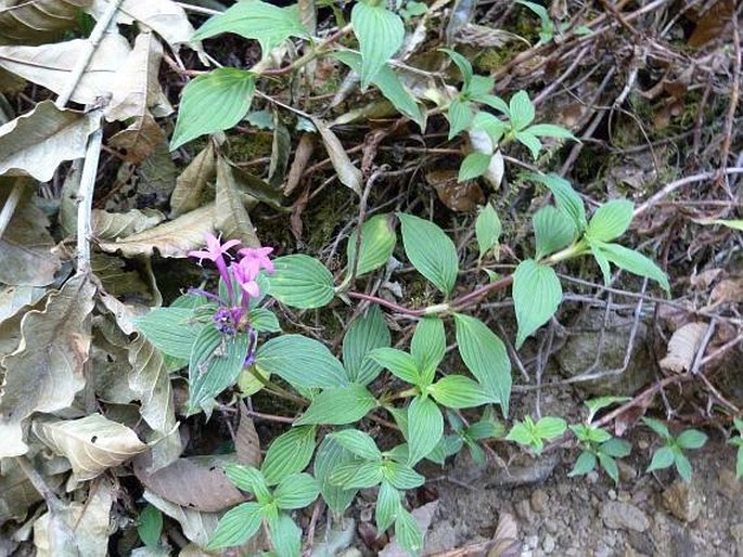 Crusea coccinea var. chiriquensis